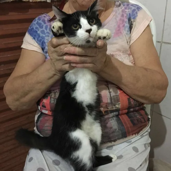 Gato ra a Misturado idade 2 a 6 meses nome Nao tem 