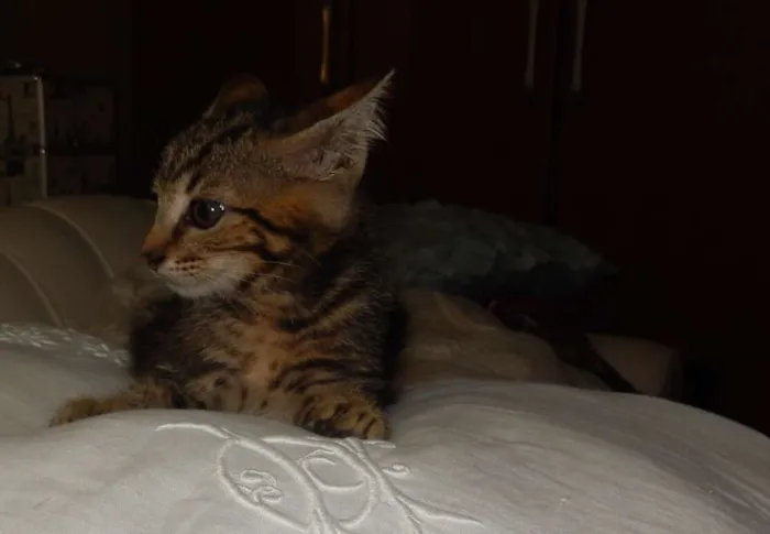 Gato ra a mestiço idade 2 a 6 meses nome chuvisco
