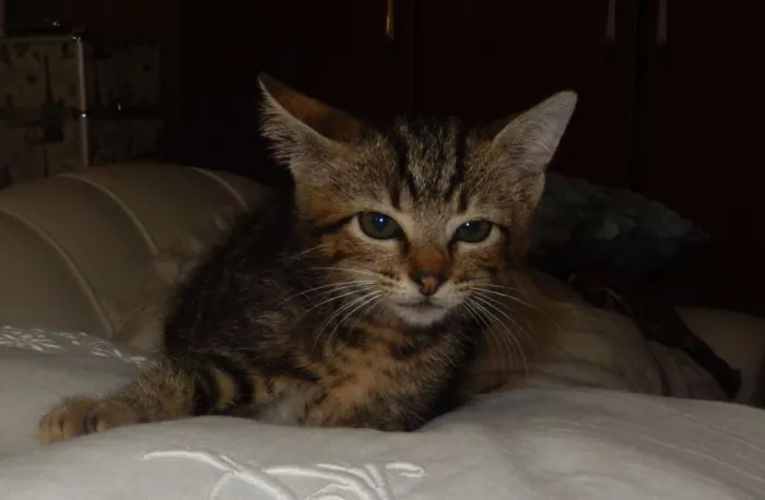 Gato ra a mestiço idade 2 a 6 meses nome chuvisco