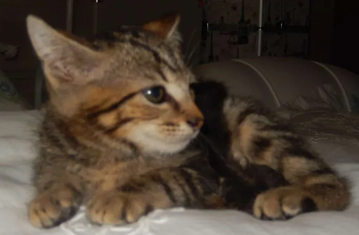 Gato ra a mestiço idade 2 a 6 meses nome chuvisco