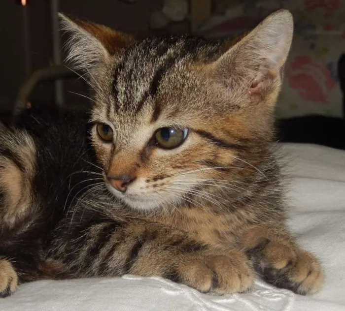 Gato ra a mestiço idade 2 a 6 meses nome chuvisco