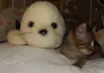 choquito
