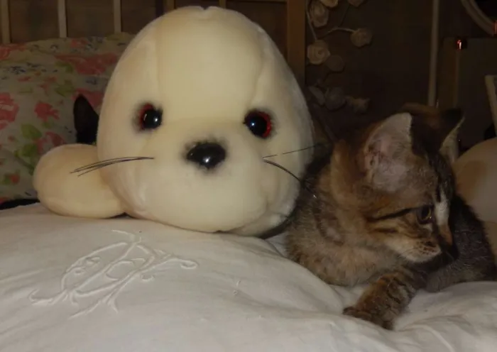 Gato ra a mestiço idade 2 a 6 meses nome choquito
