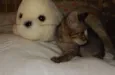 choquito