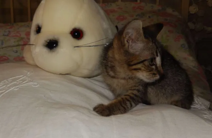Gato ra a mestiço idade 2 a 6 meses nome choquito