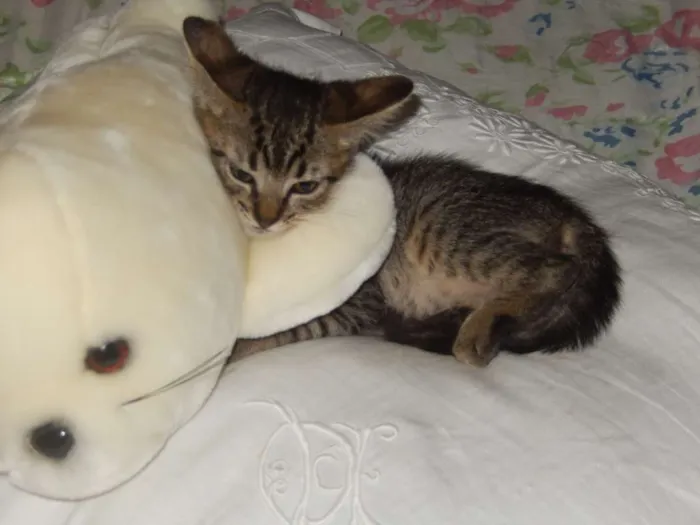 Gato ra a mestiço idade 2 a 6 meses nome choquito