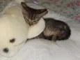choquito