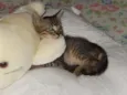 choquito