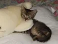 choquito