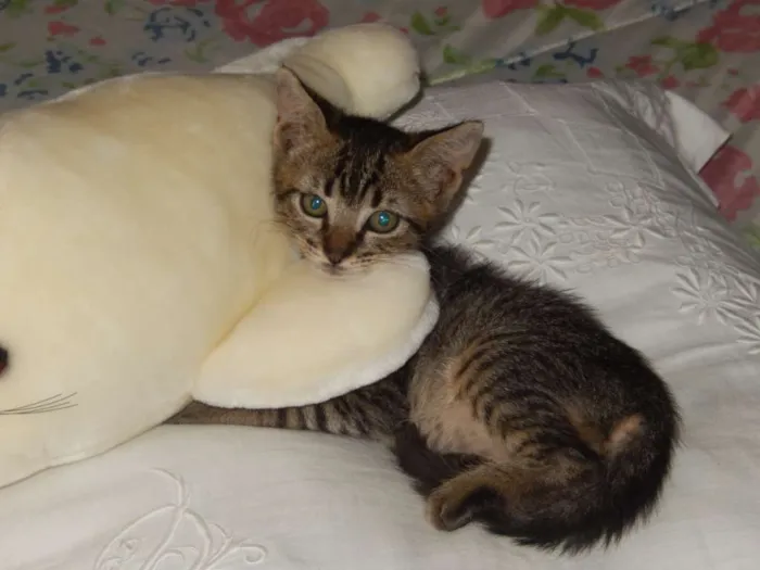 Gato ra a mestiço idade 2 a 6 meses nome choquito