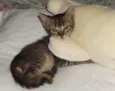 choquito