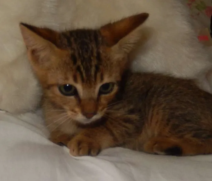 Gato ra a mestiço idade 2 a 6 meses nome Pongo