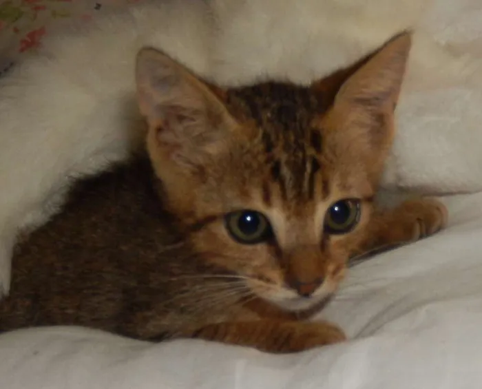 Gato ra a mestiço idade 2 a 6 meses nome Pongo