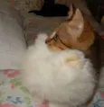 Pongo