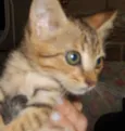 Pongo