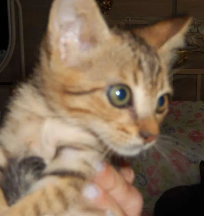 Gato ra a mestiço idade 2 a 6 meses nome Pongo