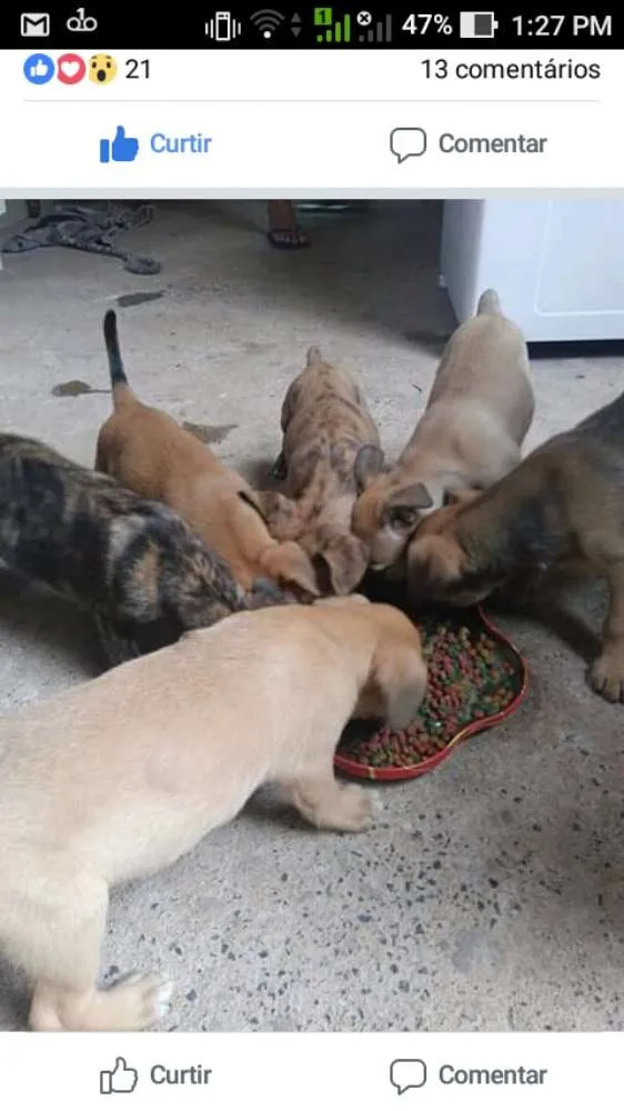 Cachorro ra a Vira lata idade 2 a 6 meses nome Nenhum