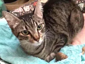 Gato raça SRD idade 7 a 11 meses nome Nina