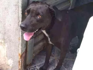 Cachorro raça Sem raça definida idade 2 anos nome Scott