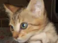 Pongo