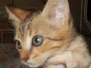 Gato raça mestiço idade 2 a 6 meses nome Pongo