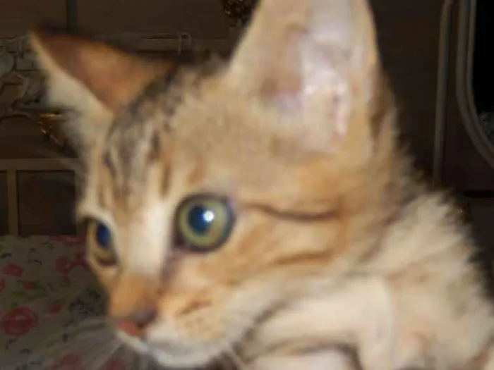 Gato ra a mestiço idade 2 a 6 meses nome Pongo