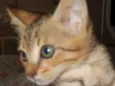Pongo