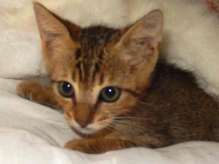 Gato ra a mestiço idade 2 a 6 meses nome Pongo