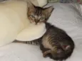 choquito