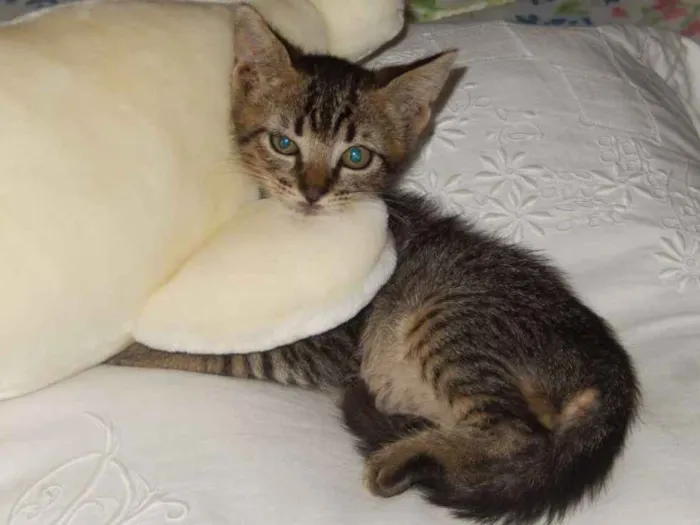 Gato ra a mestiço idade 2 a 6 meses nome choquito