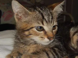Gato raça mestiço idade 2 a 6 meses nome chuvisco
