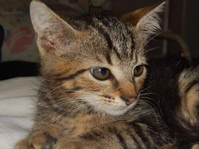 Gato ra a mestiço idade 2 a 6 meses nome chuvisco