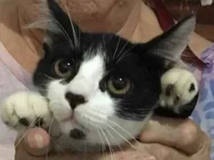Gato raça Misturado idade 2 a 6 meses nome Nao tem 
