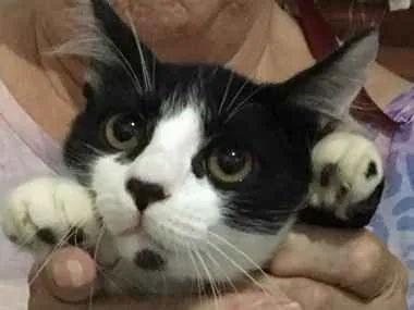 Gato ra a Misturado idade 2 a 6 meses nome Nao tem 
