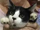 Gato raça Misturado idade 2 a 6 meses nome Nao tem 