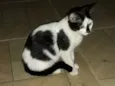 Manchinha