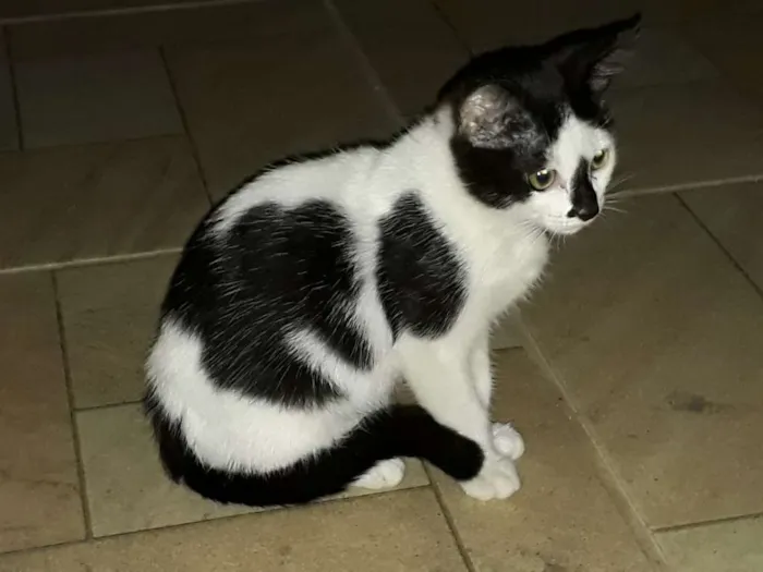 Gato ra a não definida idade 2 a 6 meses nome Manchinha