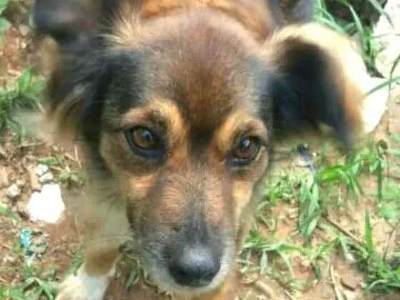 Cachorro ra a  idade 1 ano nome Lolla 