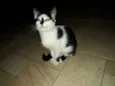 Manchinha