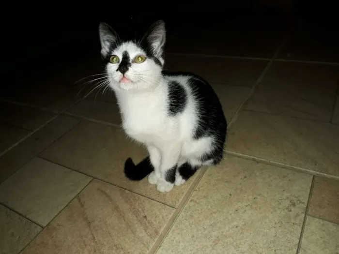 Gato ra a não definida idade 2 a 6 meses nome Manchinha