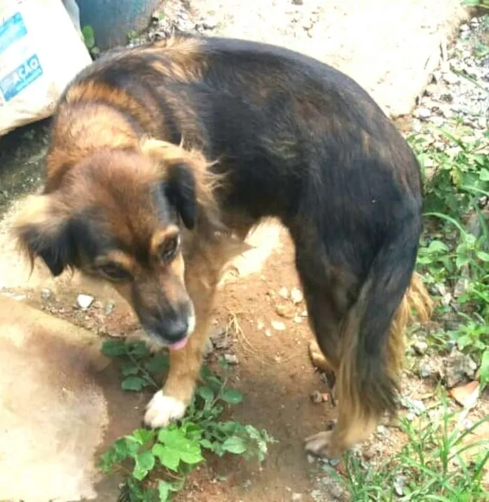 Cachorro ra a  idade 1 ano nome Lolla 