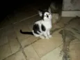 Manchinha