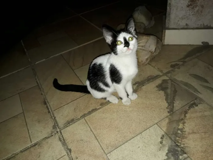 Gato ra a não definida idade 2 a 6 meses nome Manchinha