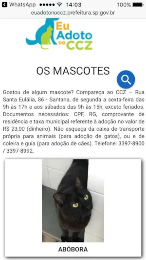 Cachorro raça SharPei idade 4 anos nome Pietro 