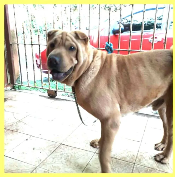 Cachorro ra a SharPei idade 4 anos nome Pietro 