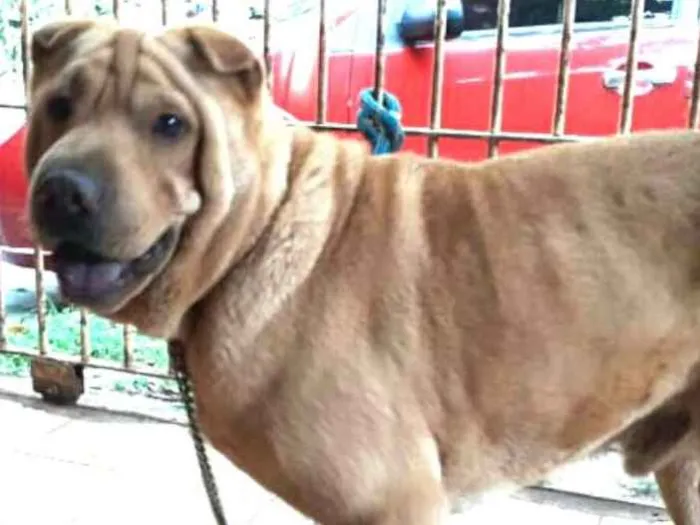 Cachorro ra a SharPei idade 4 anos nome Pietro 