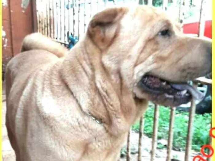 Cachorro ra a SharPei idade 4 anos nome Pietro 