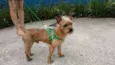 Fred mini chewbacca
