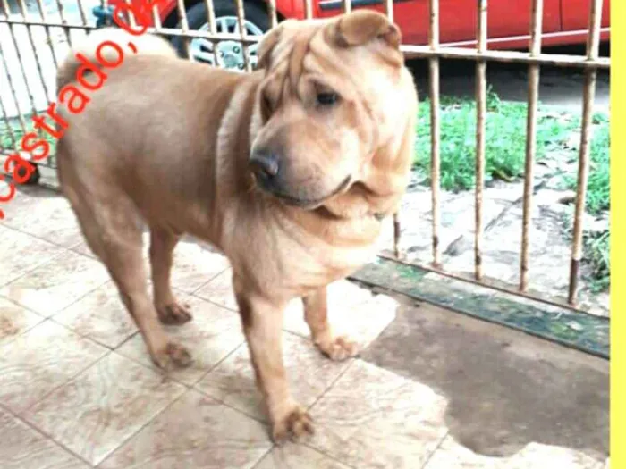 Cachorro ra a SharPei idade 4 anos nome Pietro 