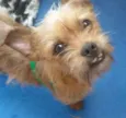 Fred mini chewbacca